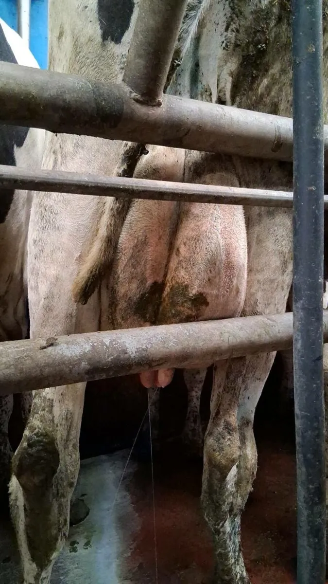 Cows to rear calves - Image 1