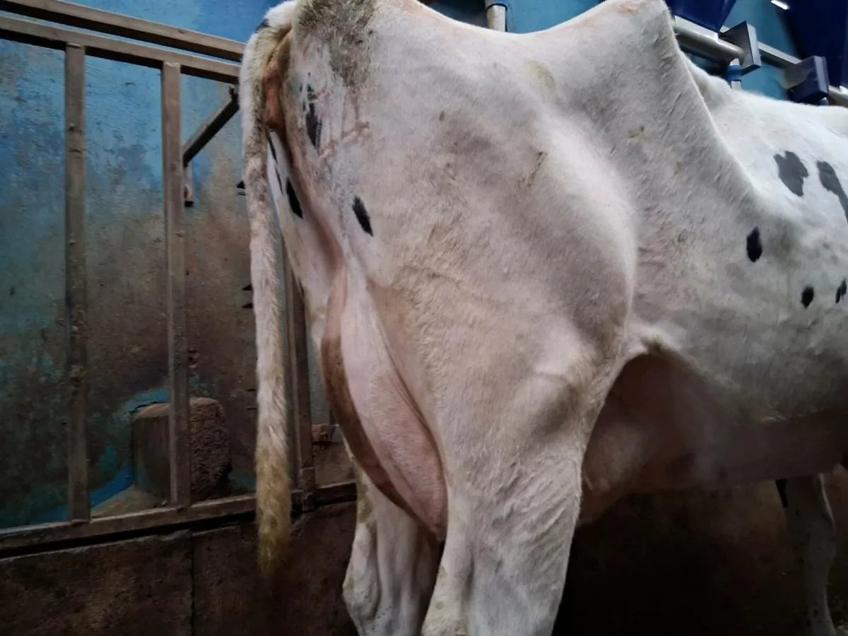 Cows to rear calves - Image 2