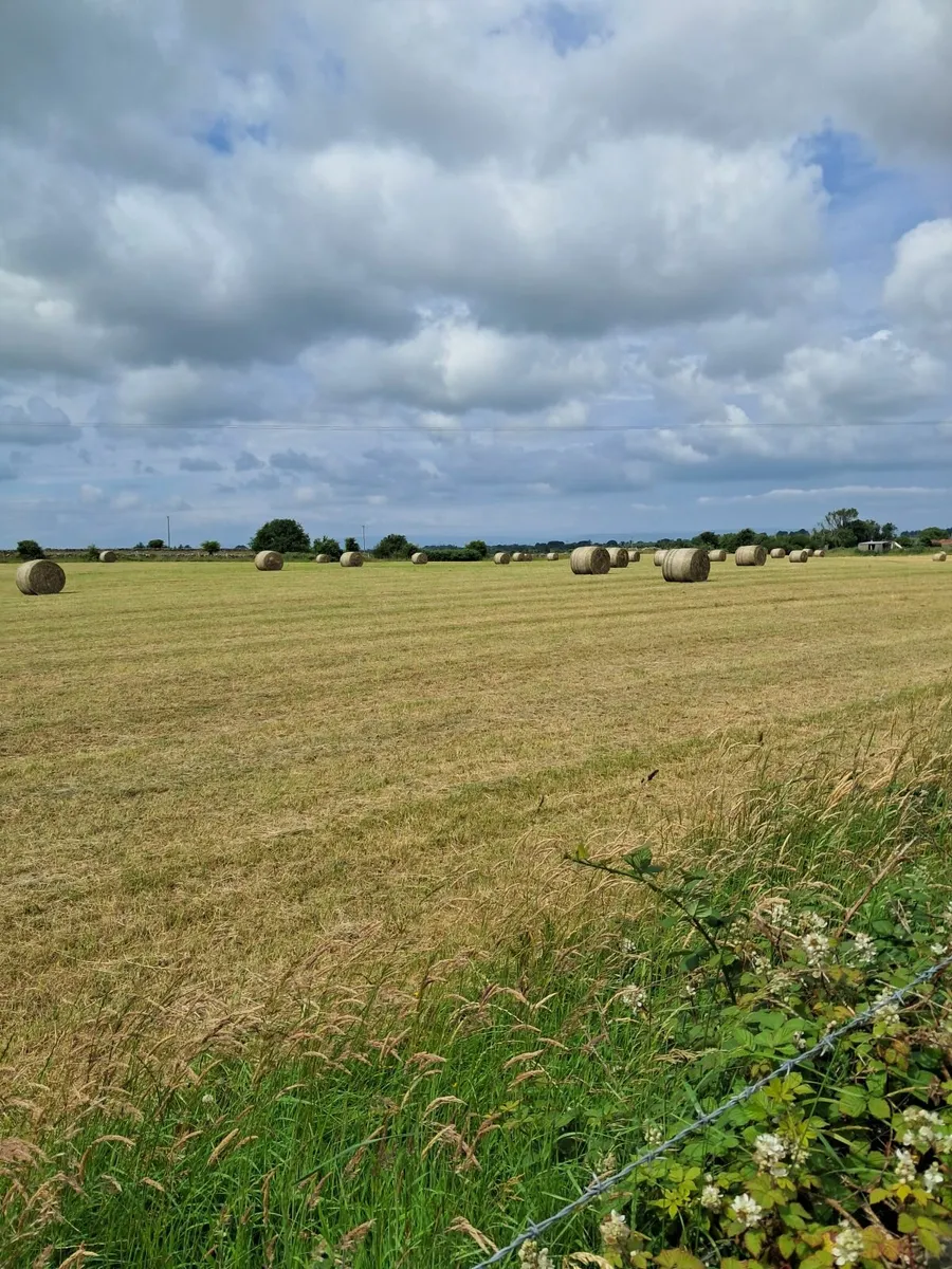 Round bales hay - Image 3