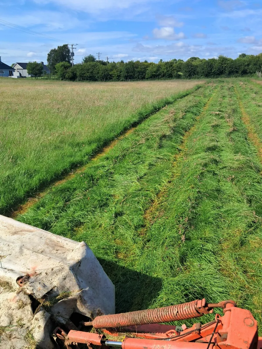 Round bales hay - Image 4