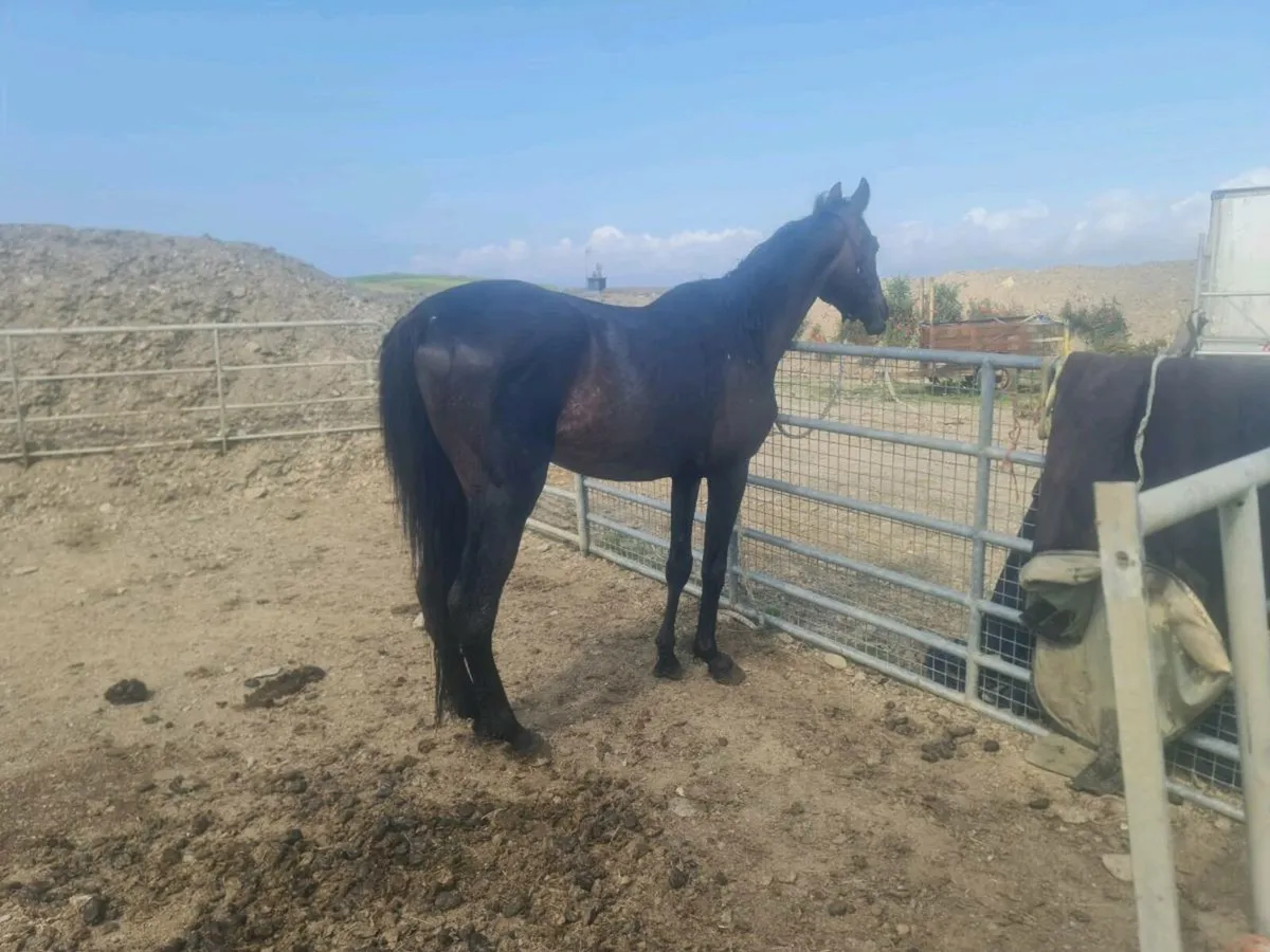 14'2, 4yr old TB pony. - Image 1