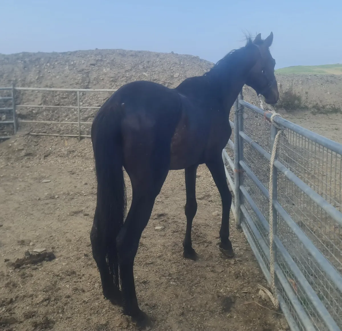 14'2, 4yr old TB pony. - Image 2