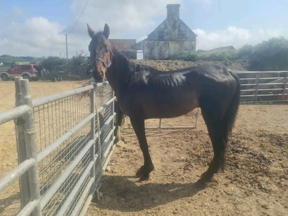 14'2, 4yr old TB pony. - Image 3