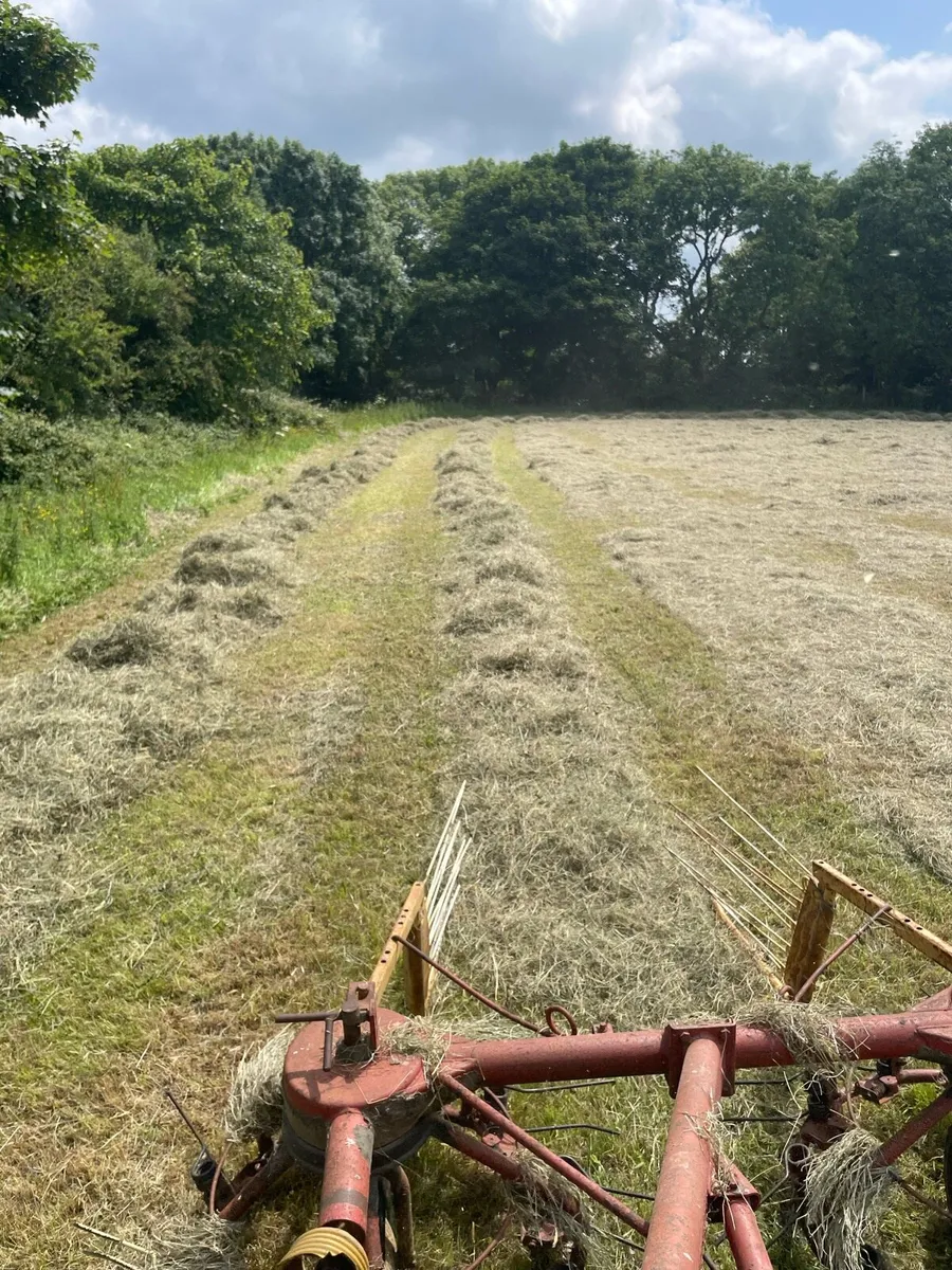 Hay - Image 1