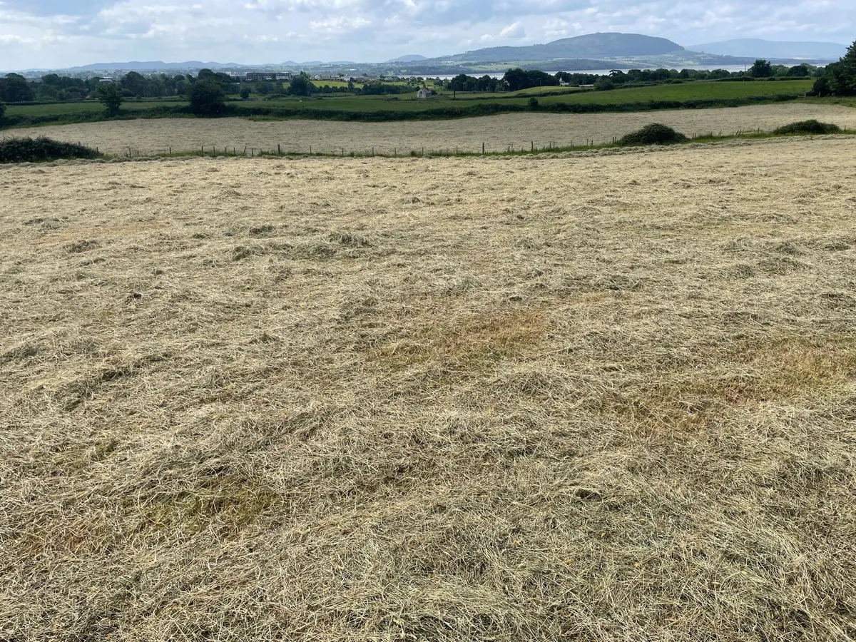Hay - Image 2