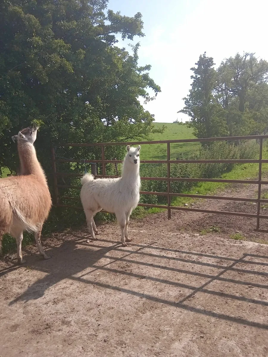 Female Llama - Image 1