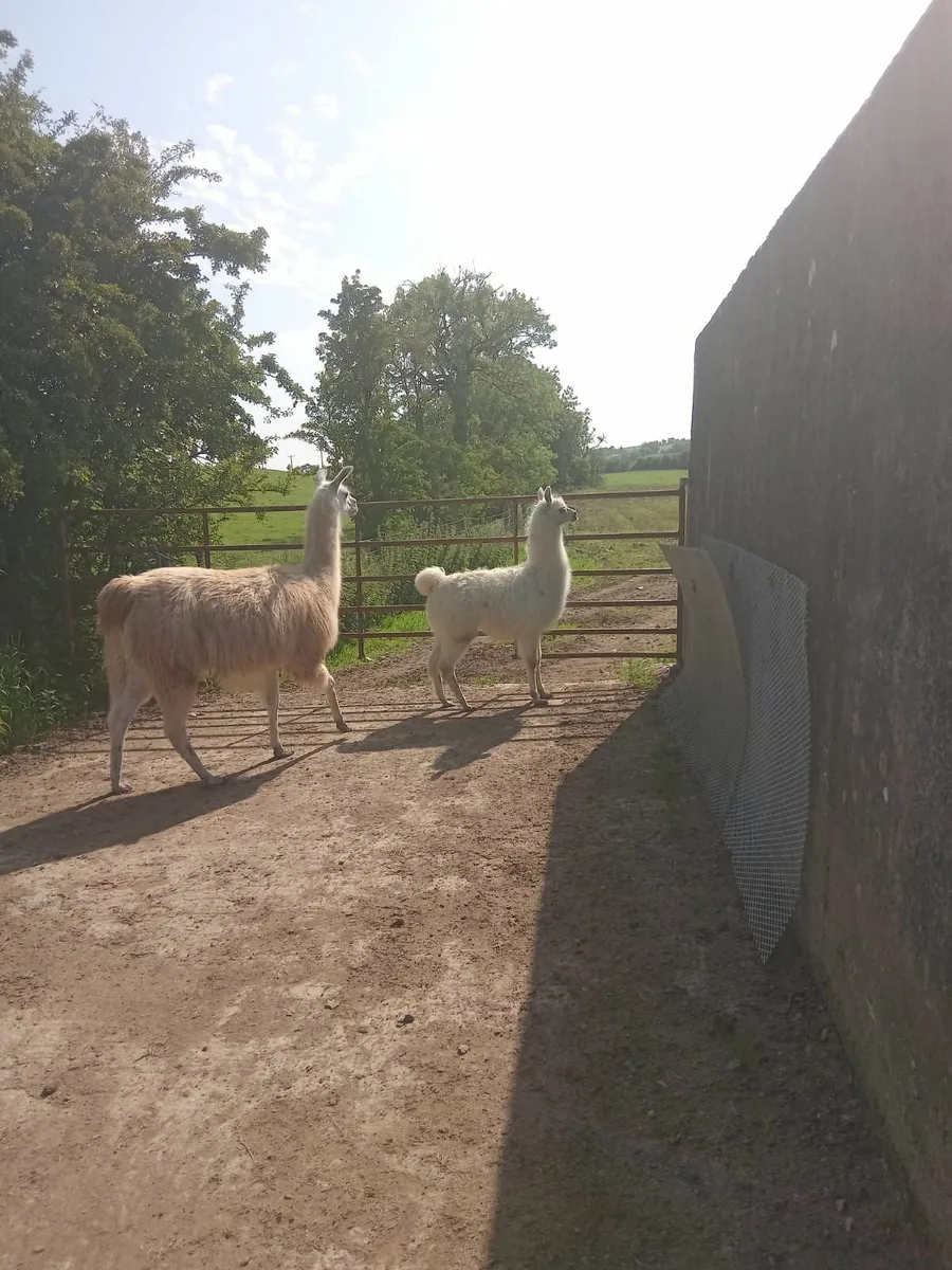 Female Llama - Image 2