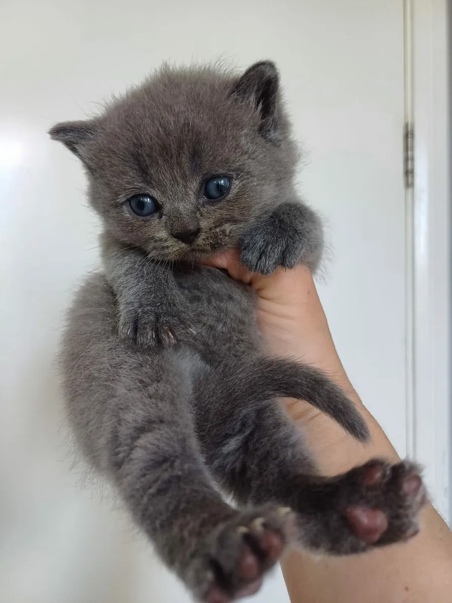 British Shorthair and Scottish fold - Image 3