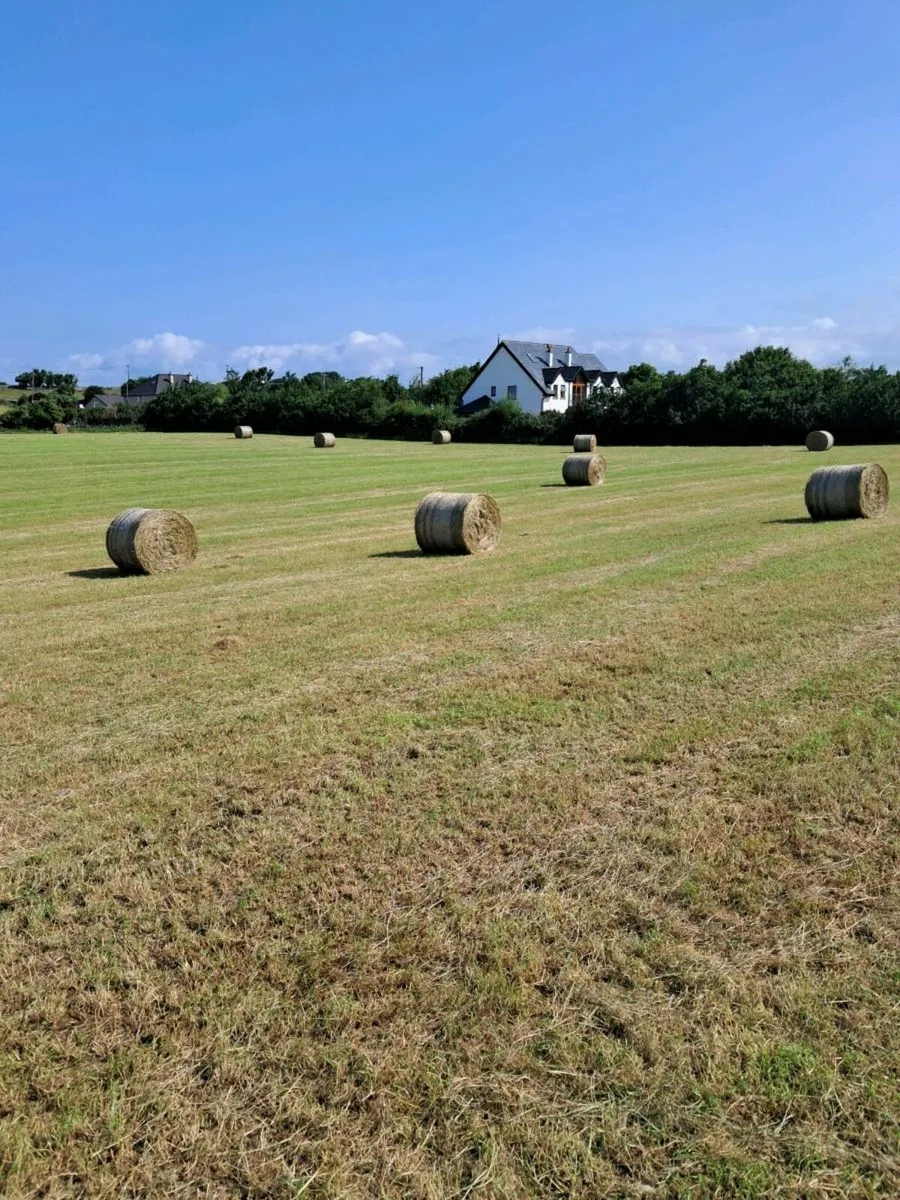 Hay - Image 1