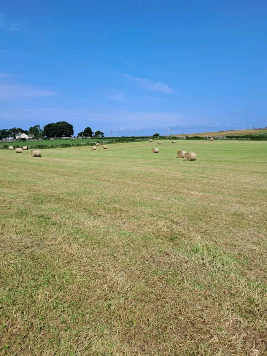 Hay - Image 2