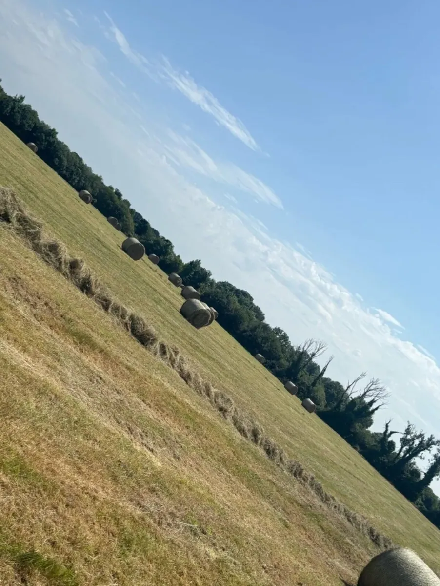 Hay