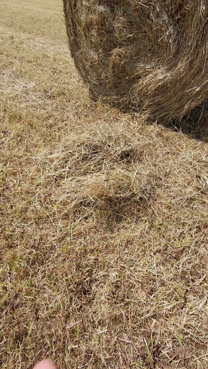 Round Bales - Image 4