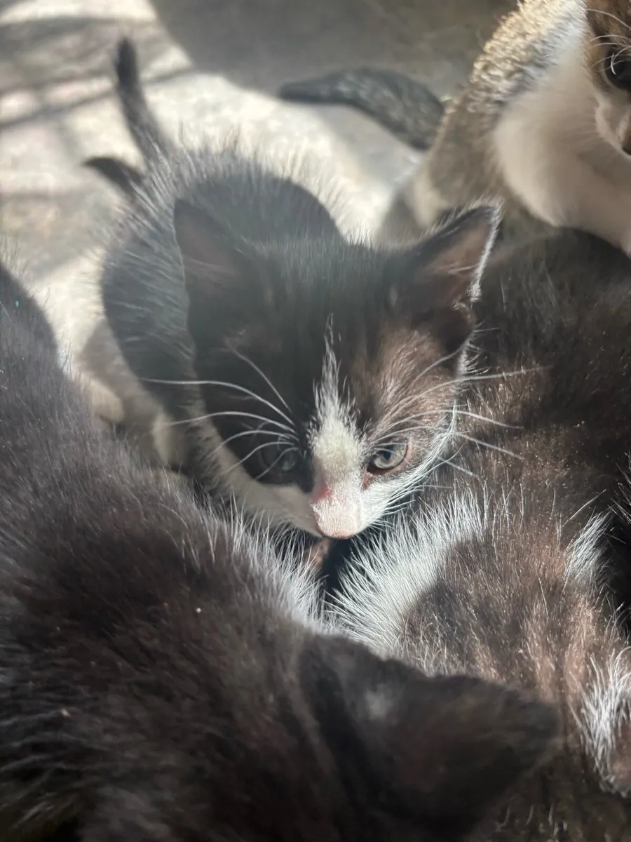 Kittens - Image 1