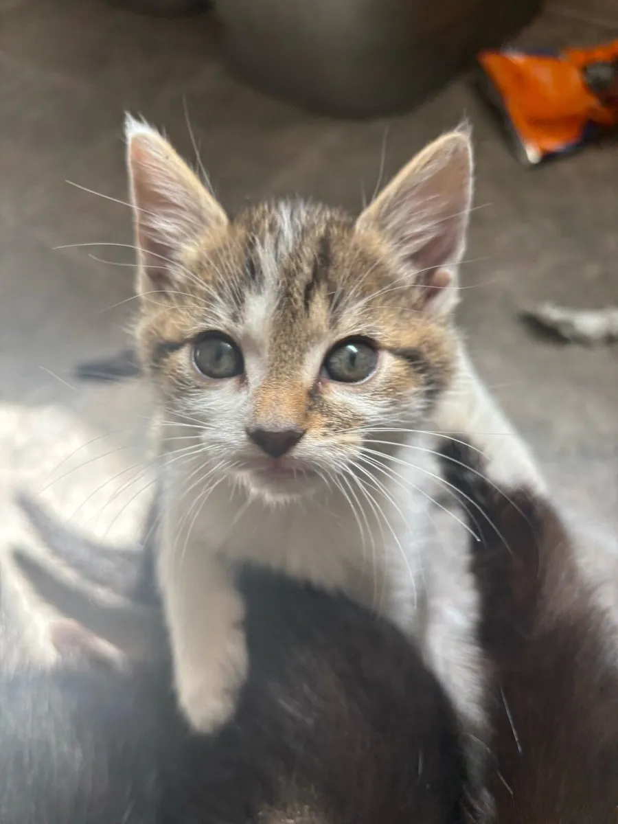 Kittens - Image 2