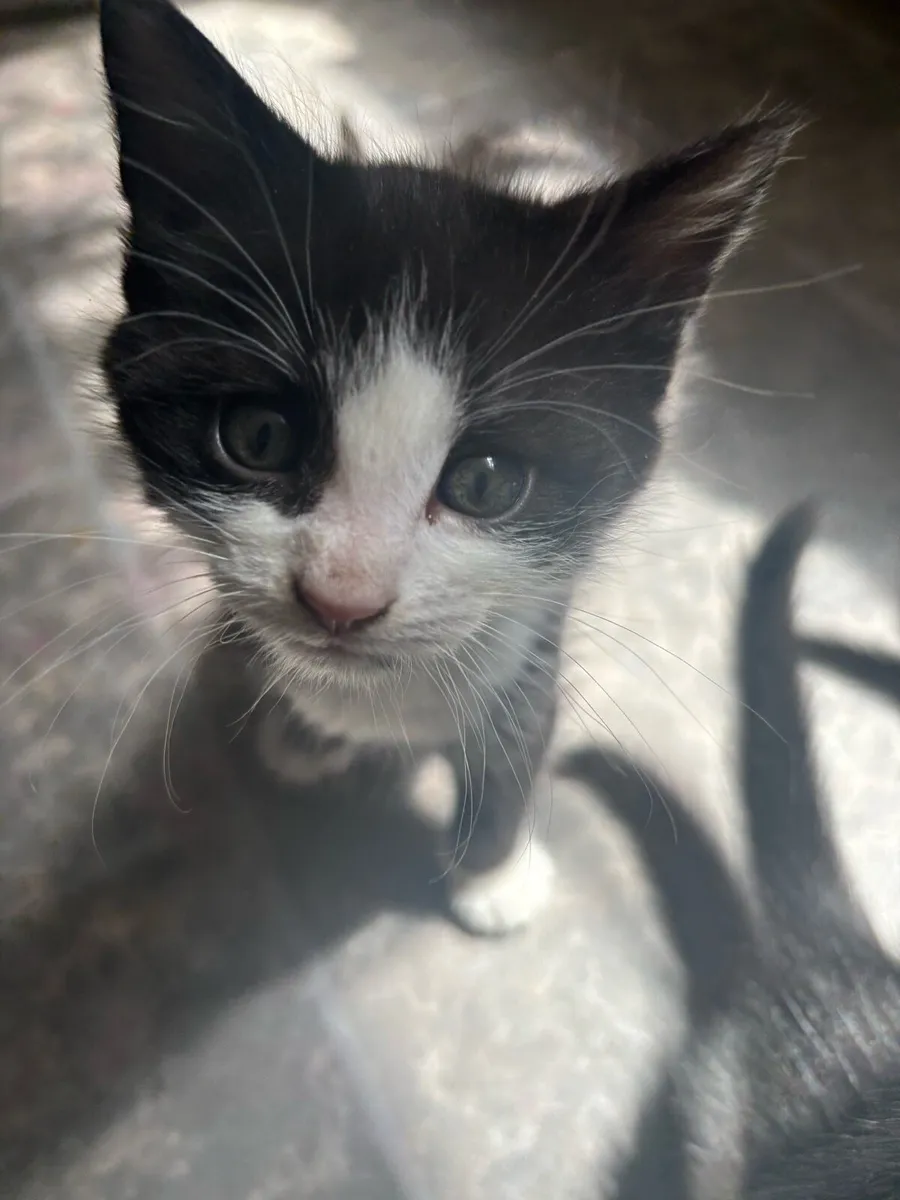 Kittens - Image 3