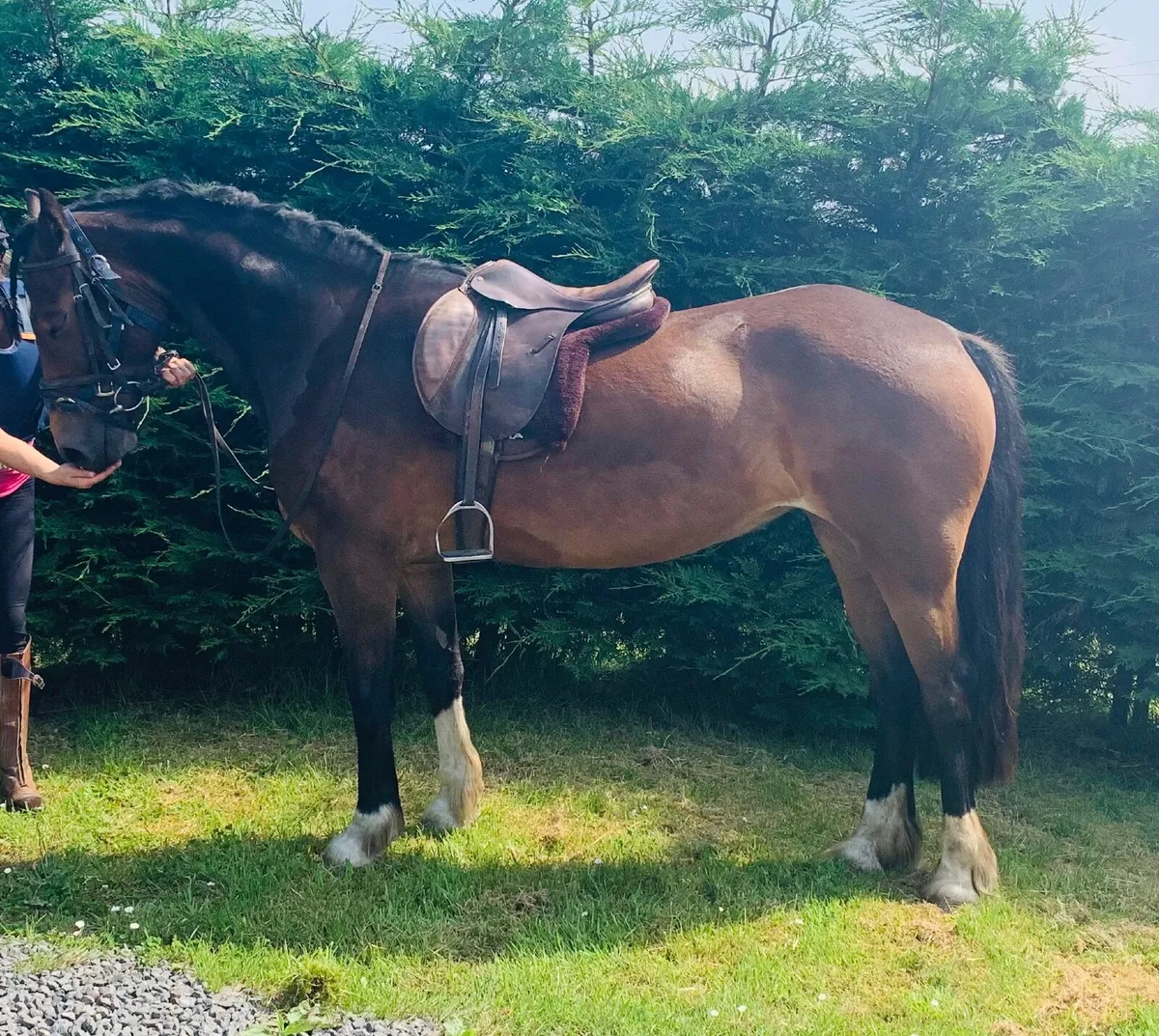 Welsh section d mare, 4yo, just broken and backed - Image 1