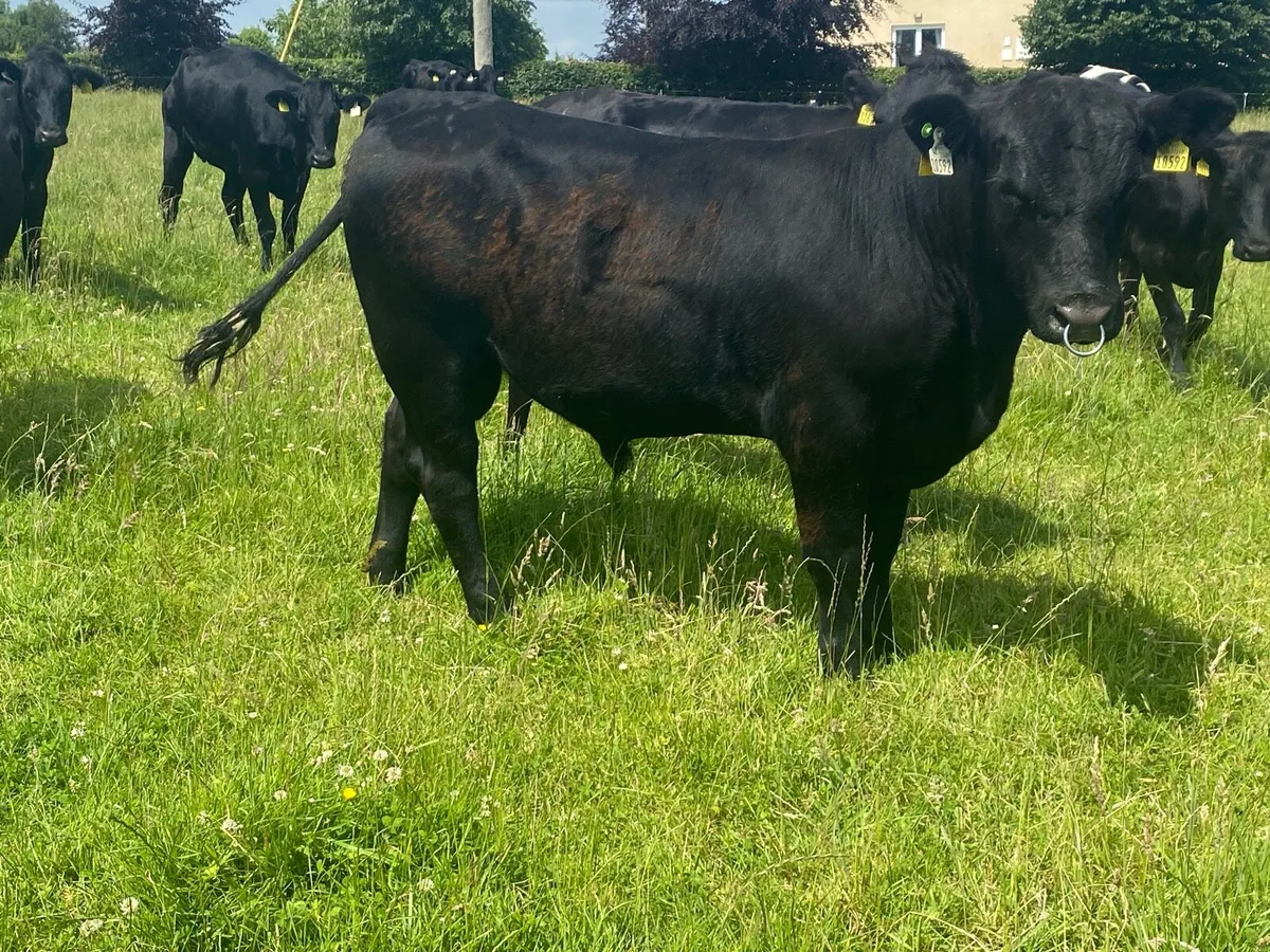 15 month old angus bull - Image 1