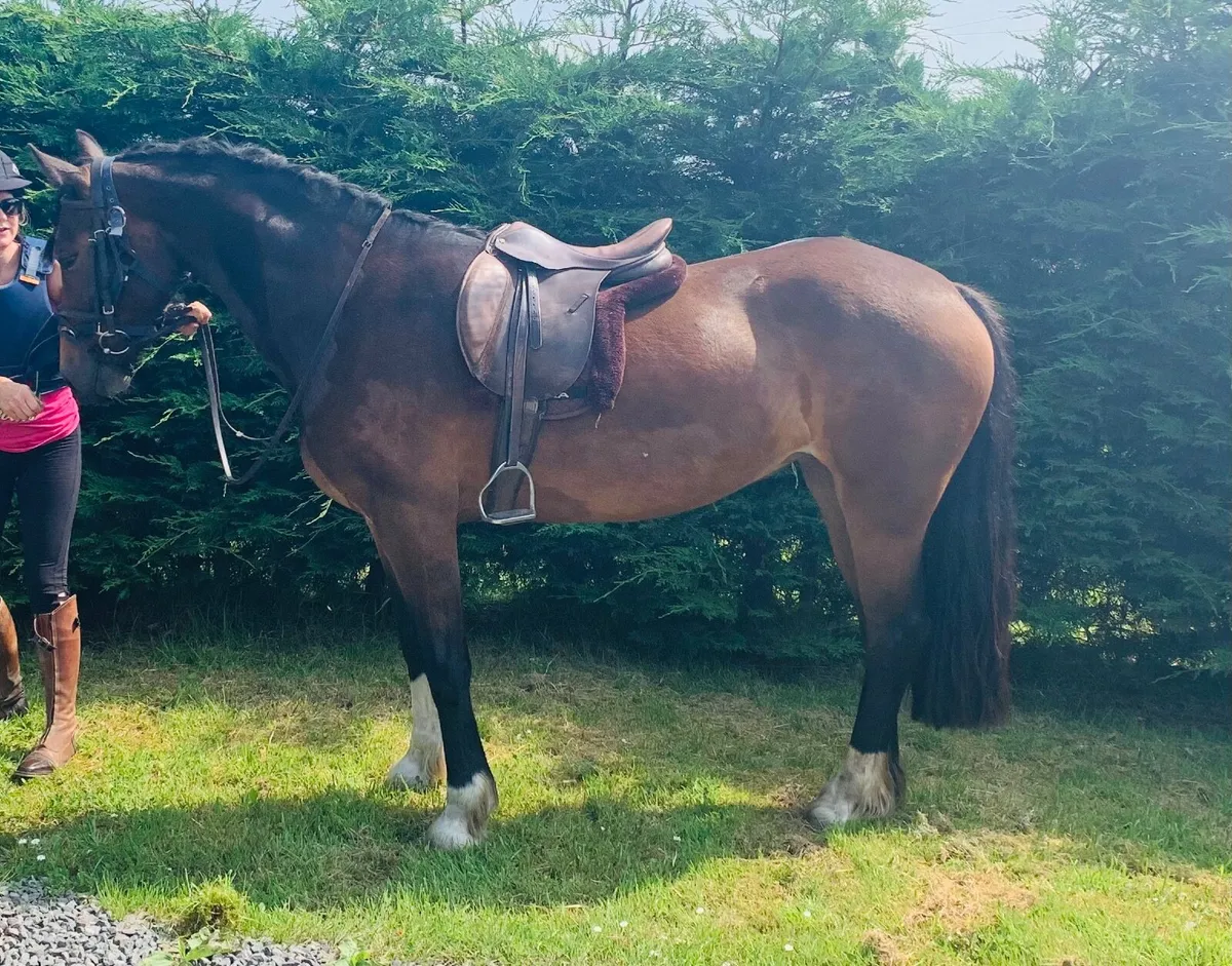 Welsh section d mare, 4yo, just broken and backed - Image 2