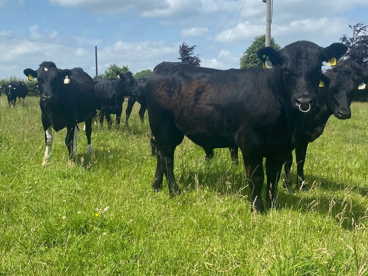 15 month old angus bull - Image 2