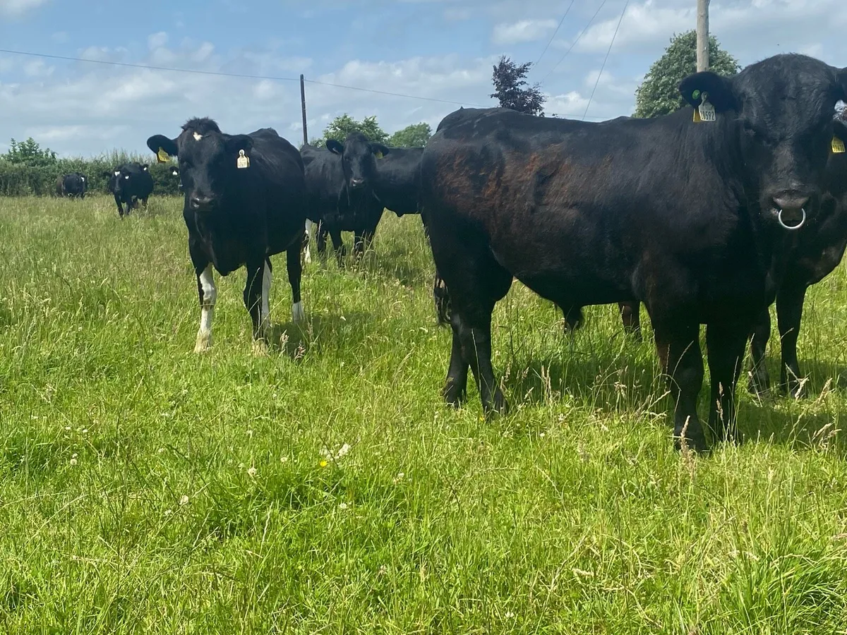 15 month old angus bull - Image 3