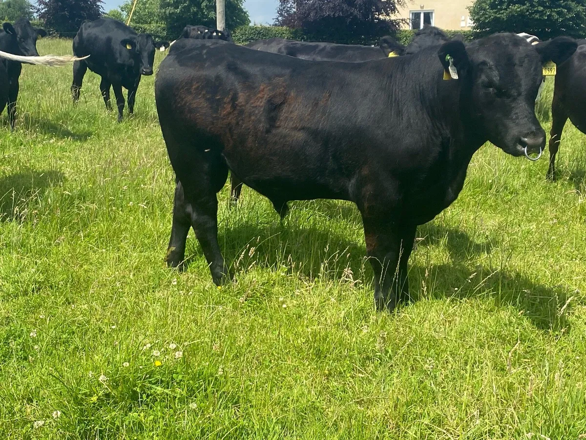 Angus bull for sale - Image 2
