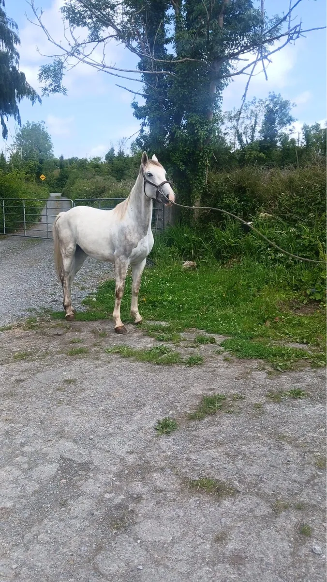 Horses for Sale - Image 1