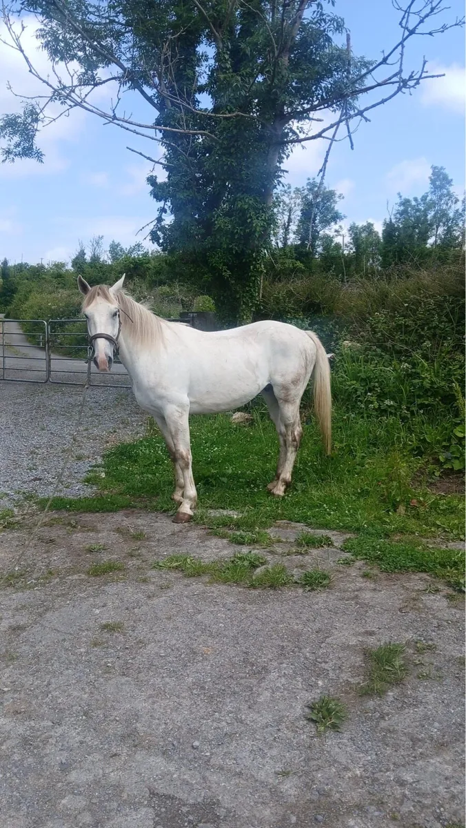 Horses for Sale - Image 2