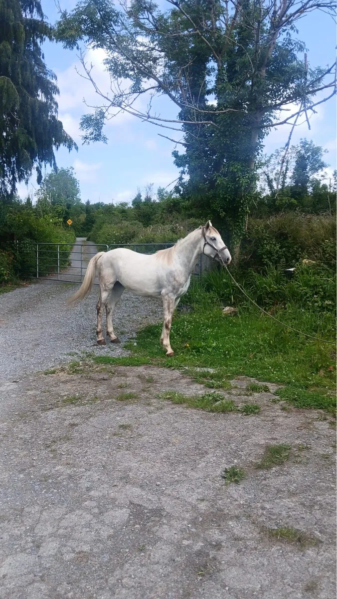 Horses for Sale - Image 3