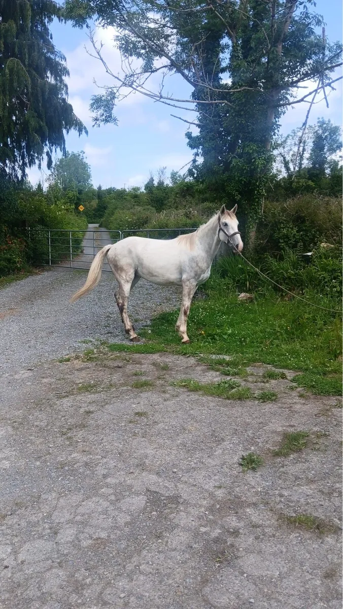 Horses for Sale - Image 4