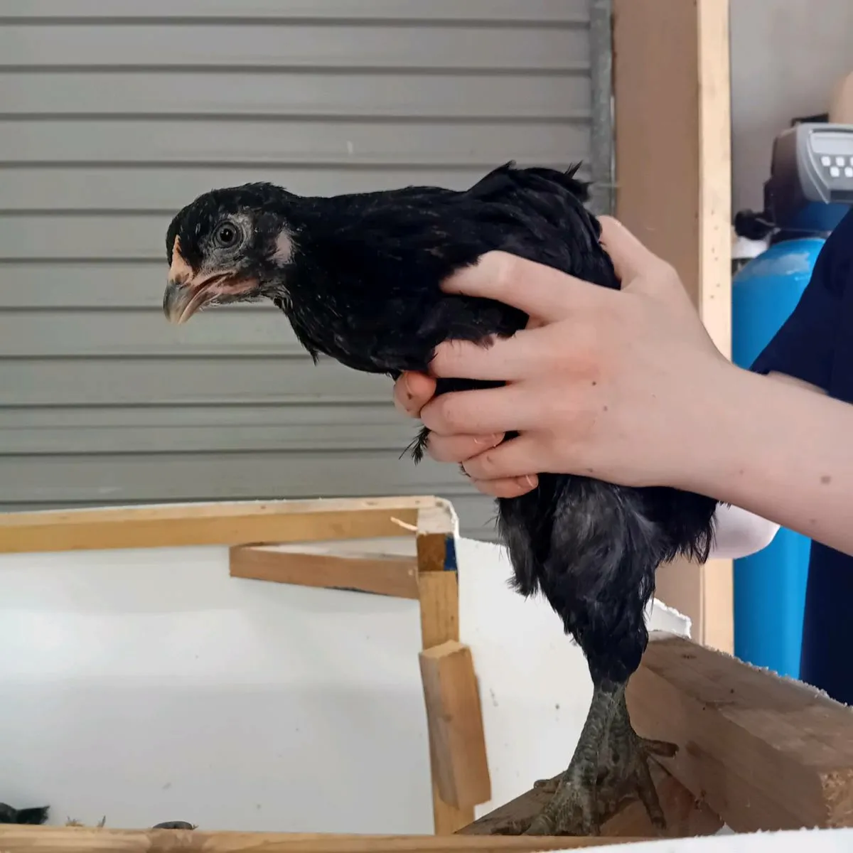 Roosters - Image 2