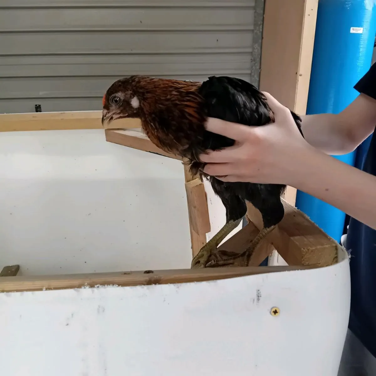Roosters - Image 3