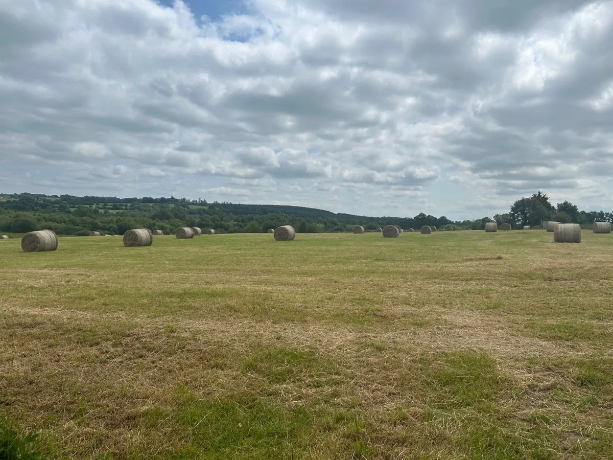 Round bales of hay - Image 1