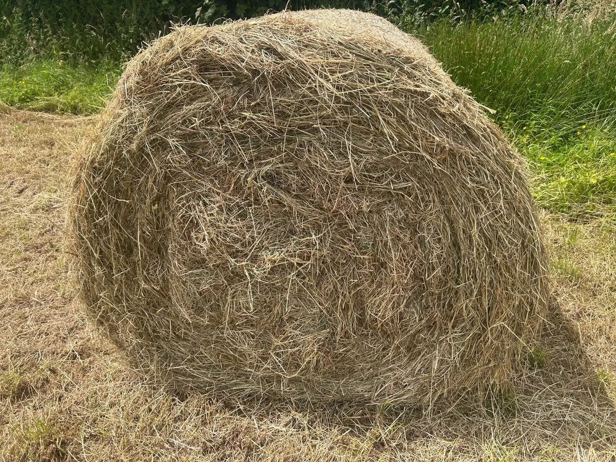 Round bales of hay - Image 3