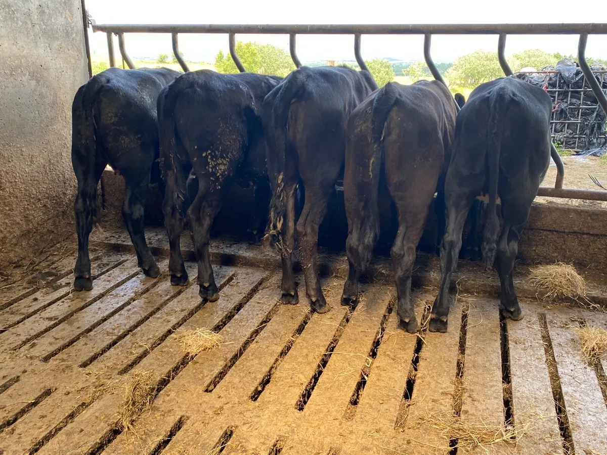 5 Super AAX Weanling Heifers - Image 1