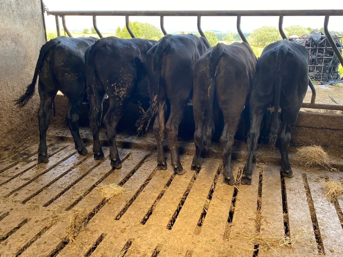 5 Super AAX Weanling Heifers - Image 2