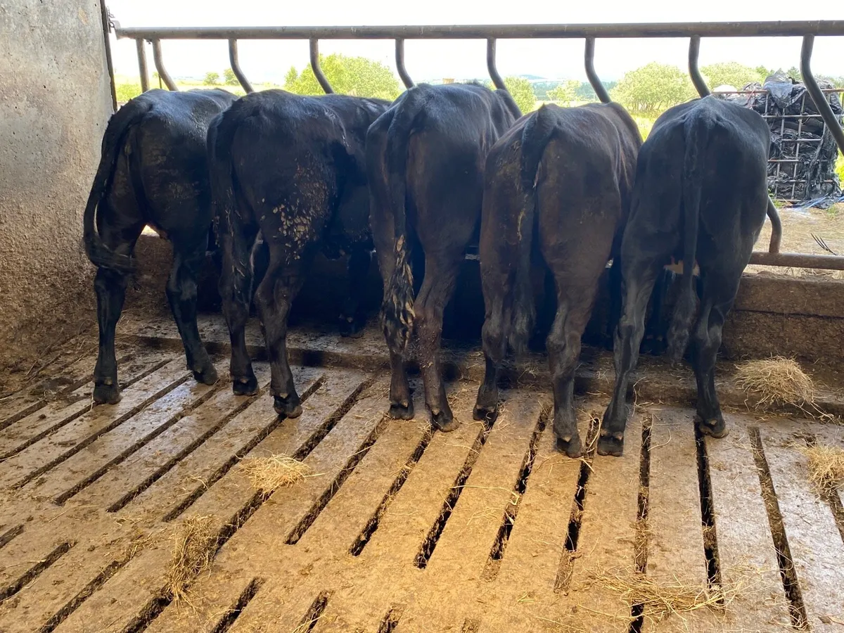 5 Super AAX Weanling Heifers - Image 3