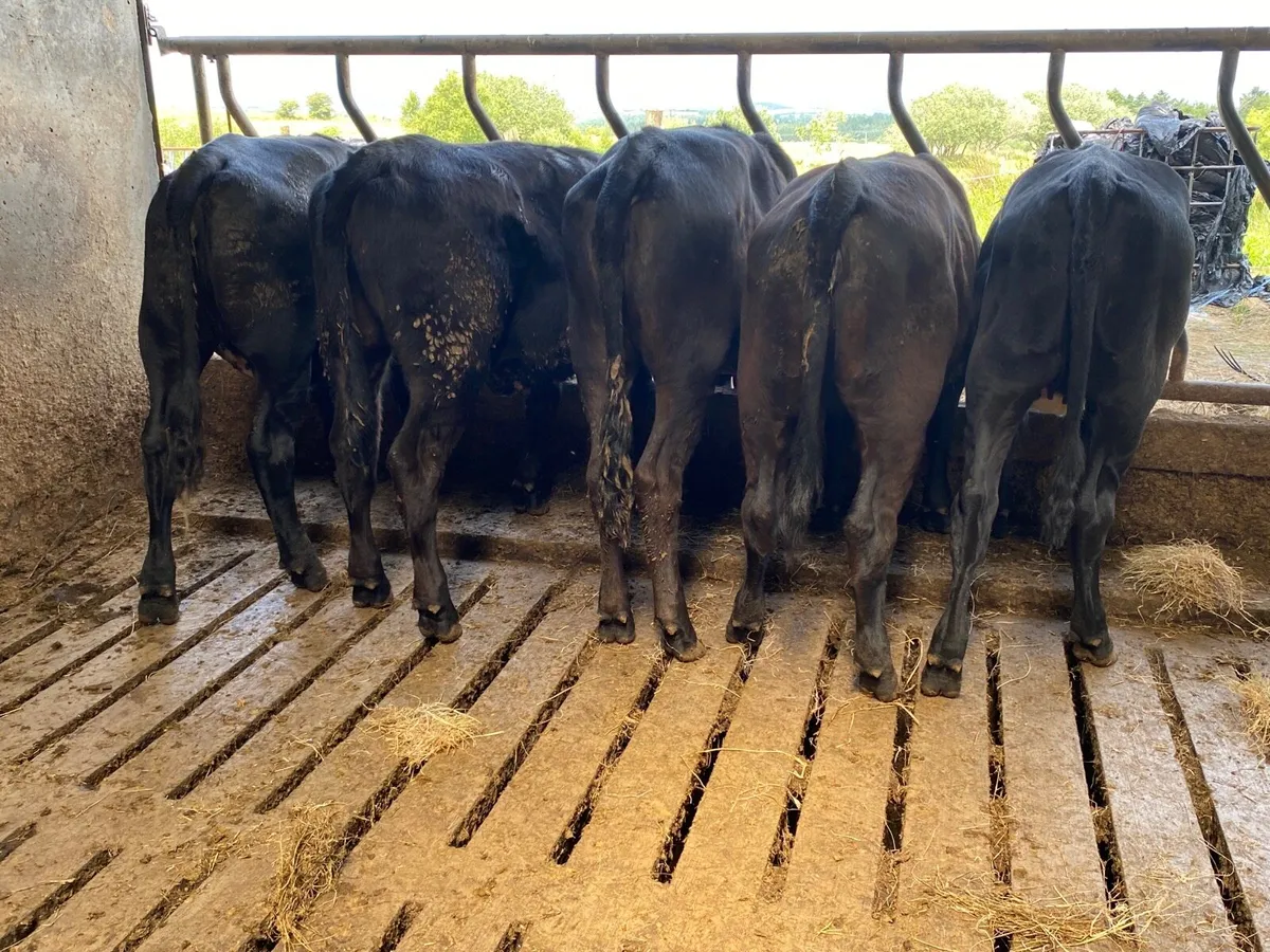 5 Super AAX Weanling Heifers - Image 4