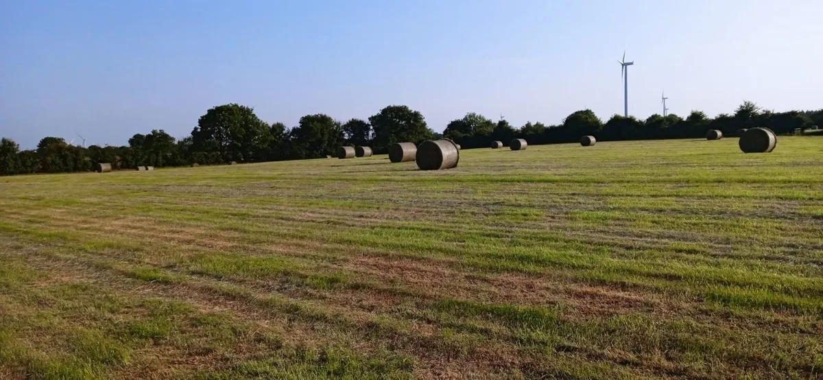 Hay