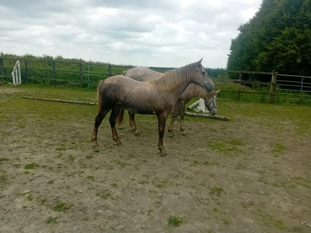 Irish draught fillies - Image 1
