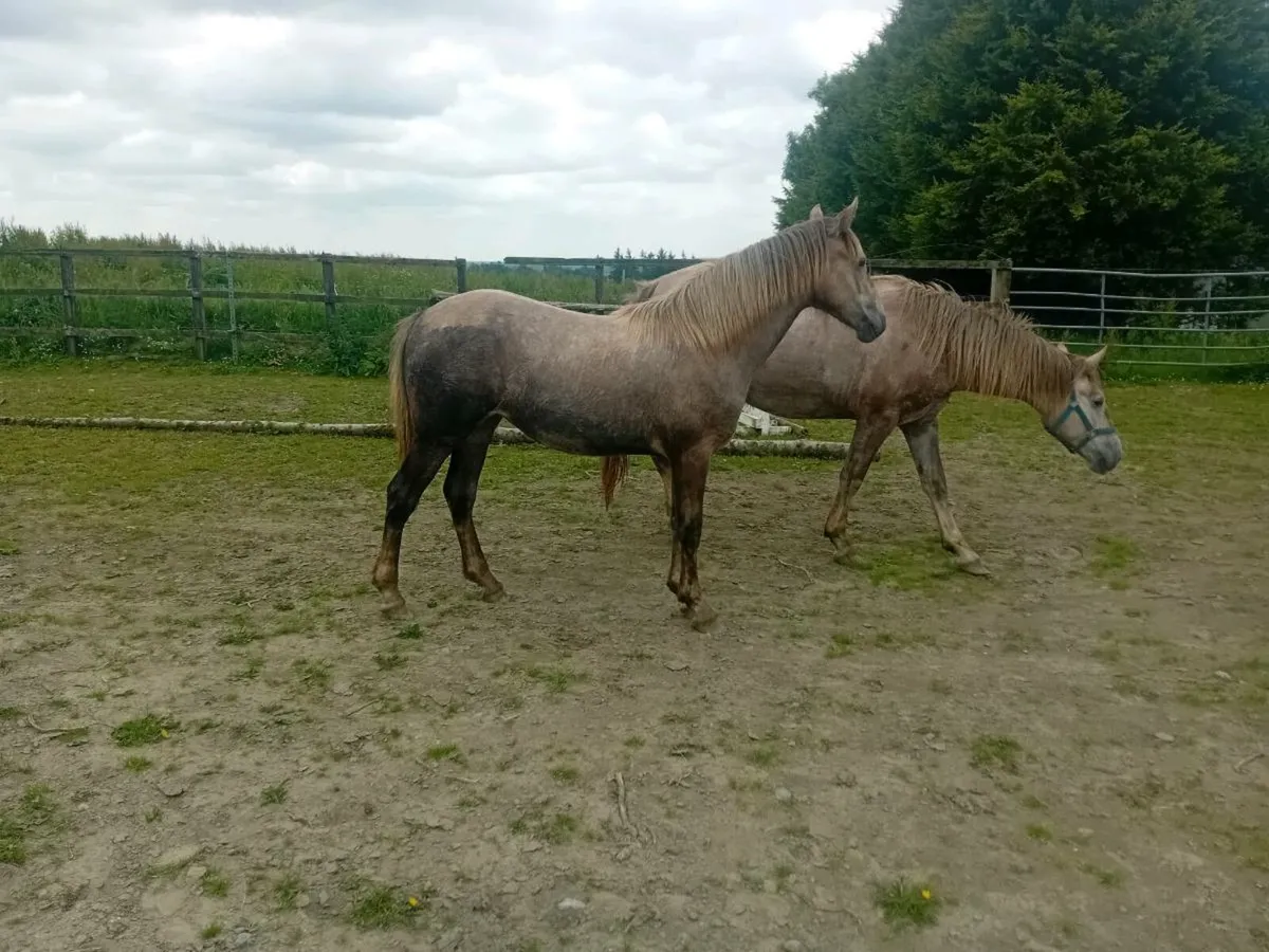 Irish draught fillies - Image 2