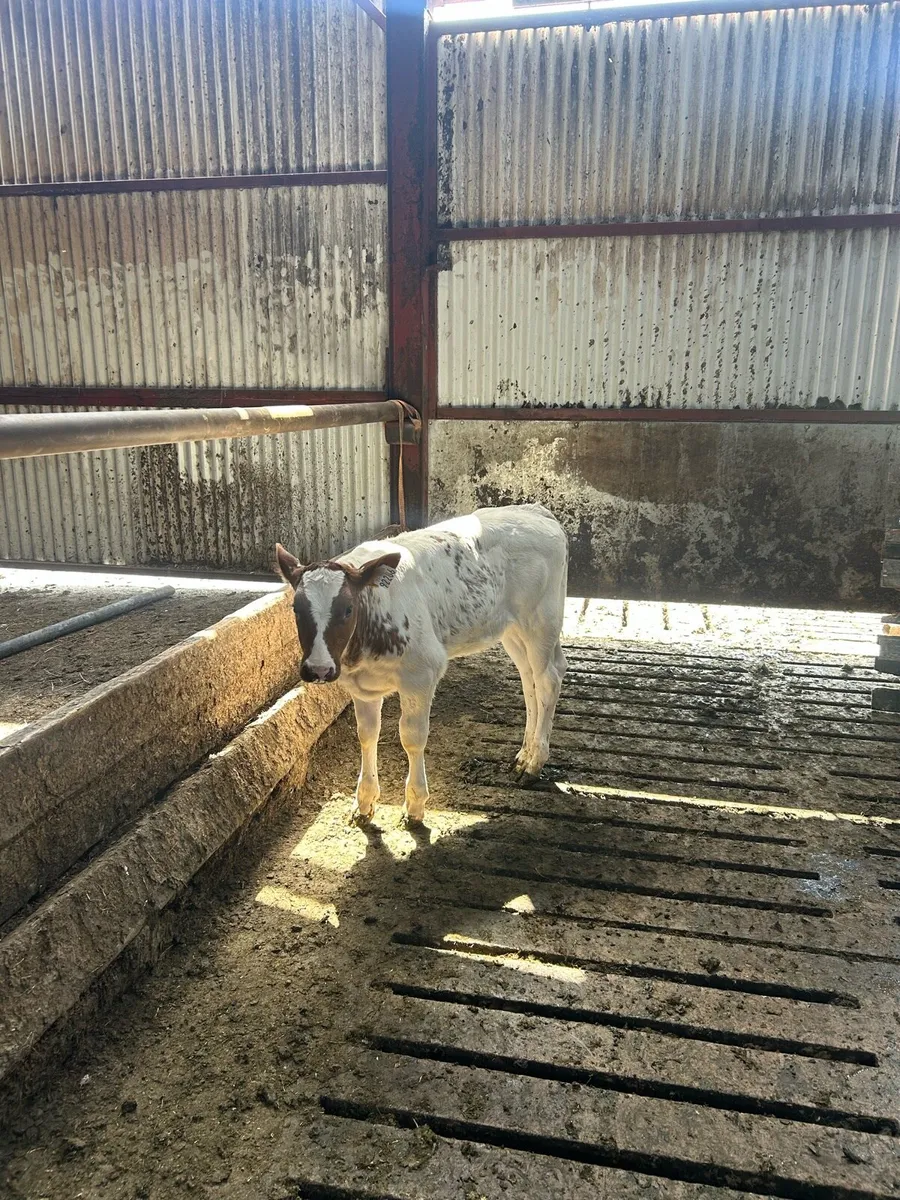 2 Belgian blue cross heifer calves - Image 2