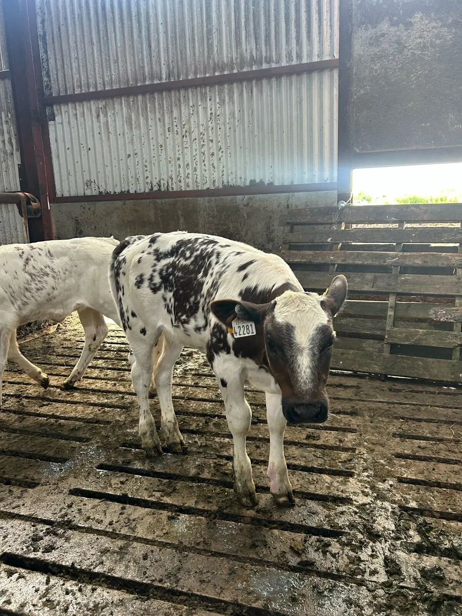 2 Belgian blue cross heifer calves - Image 3