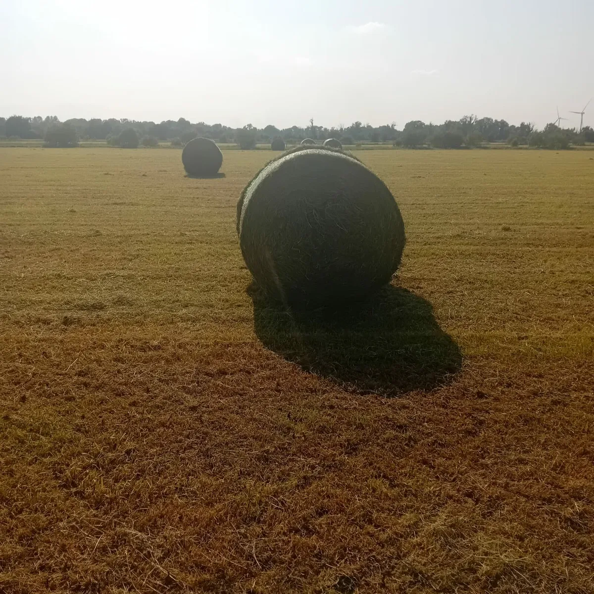 Top quality hay bales - Image 1
