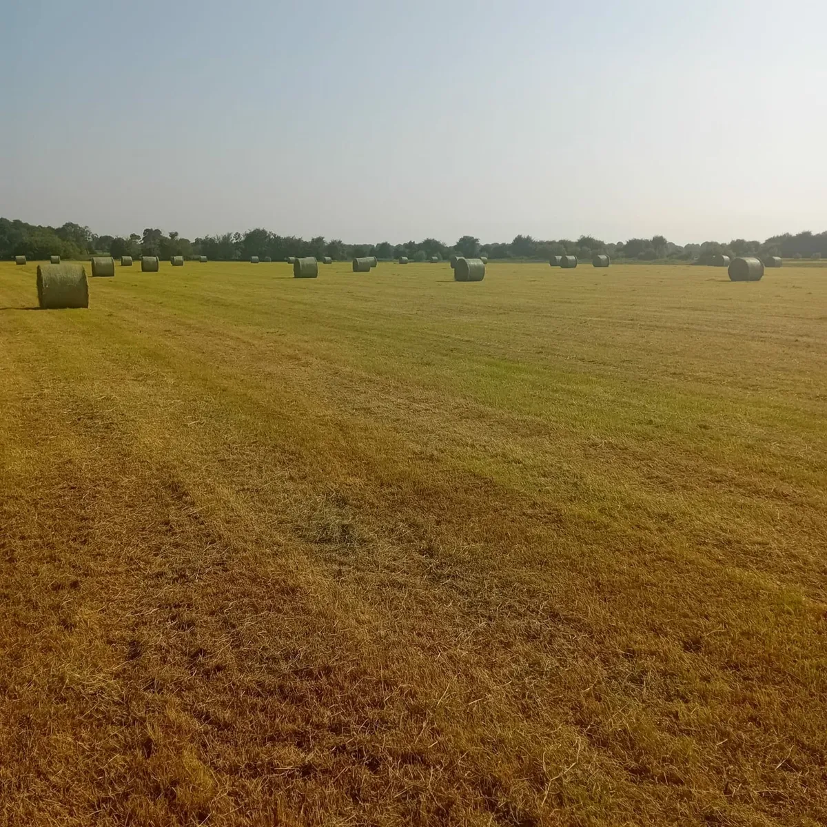 Top quality hay bales - Image 2