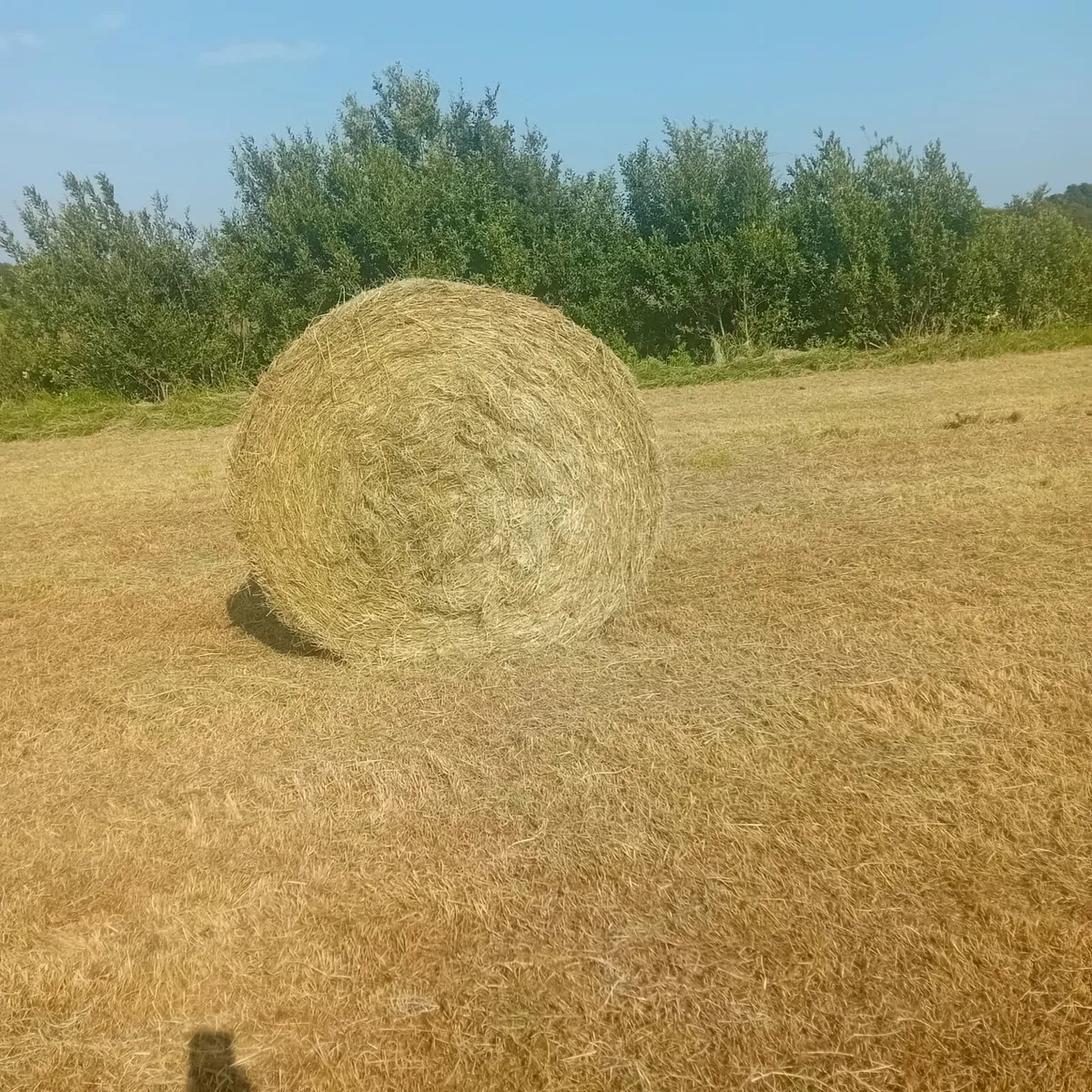 Top quality hay bales - Image 3
