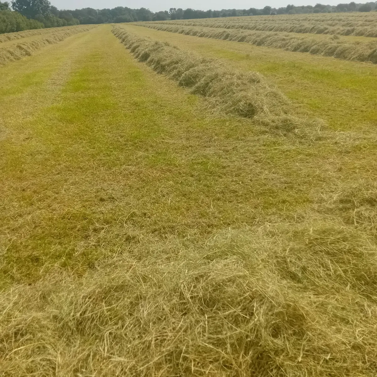 Top quality hay bales - Image 4