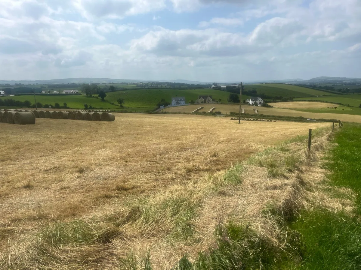 Hay - Image 4