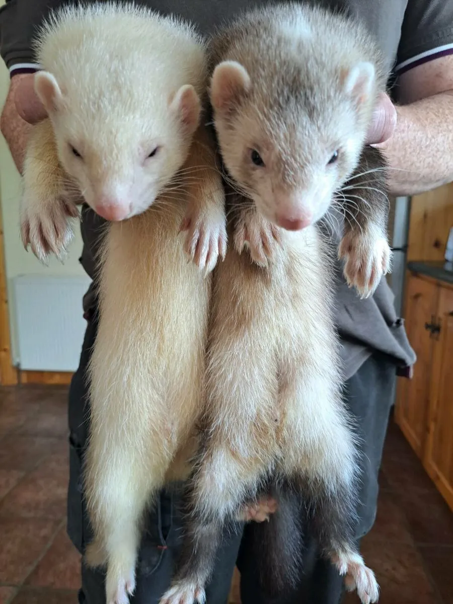 Ferrets - Image 1