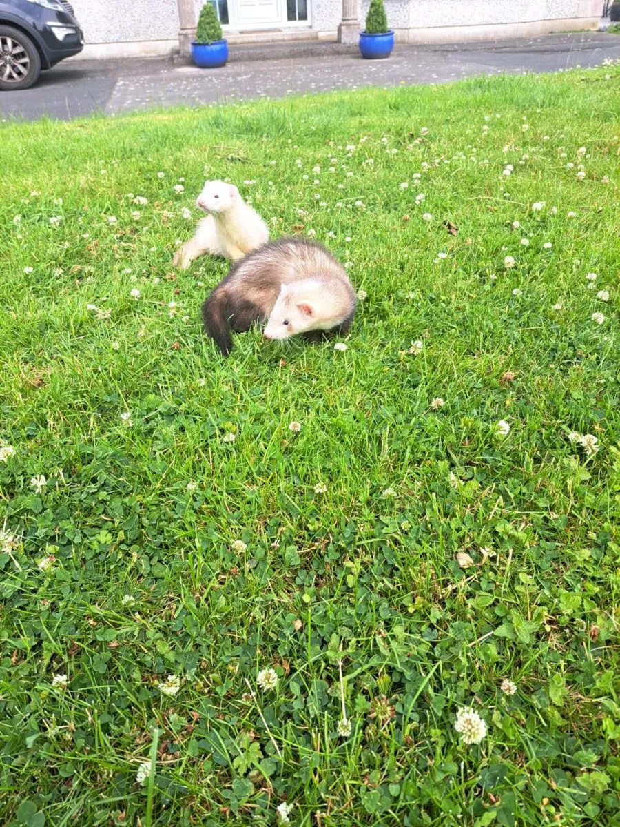 Ferrets - Image 2