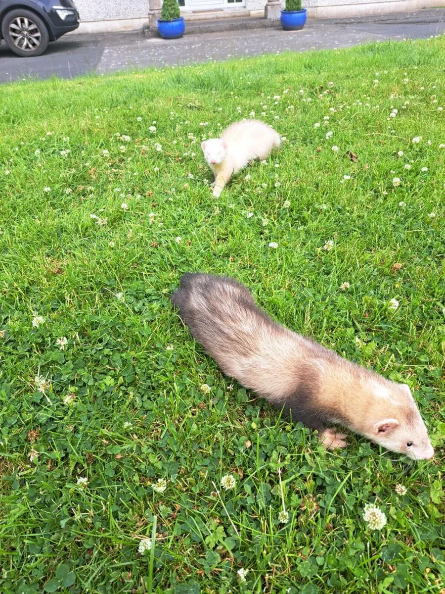 Ferrets - Image 3